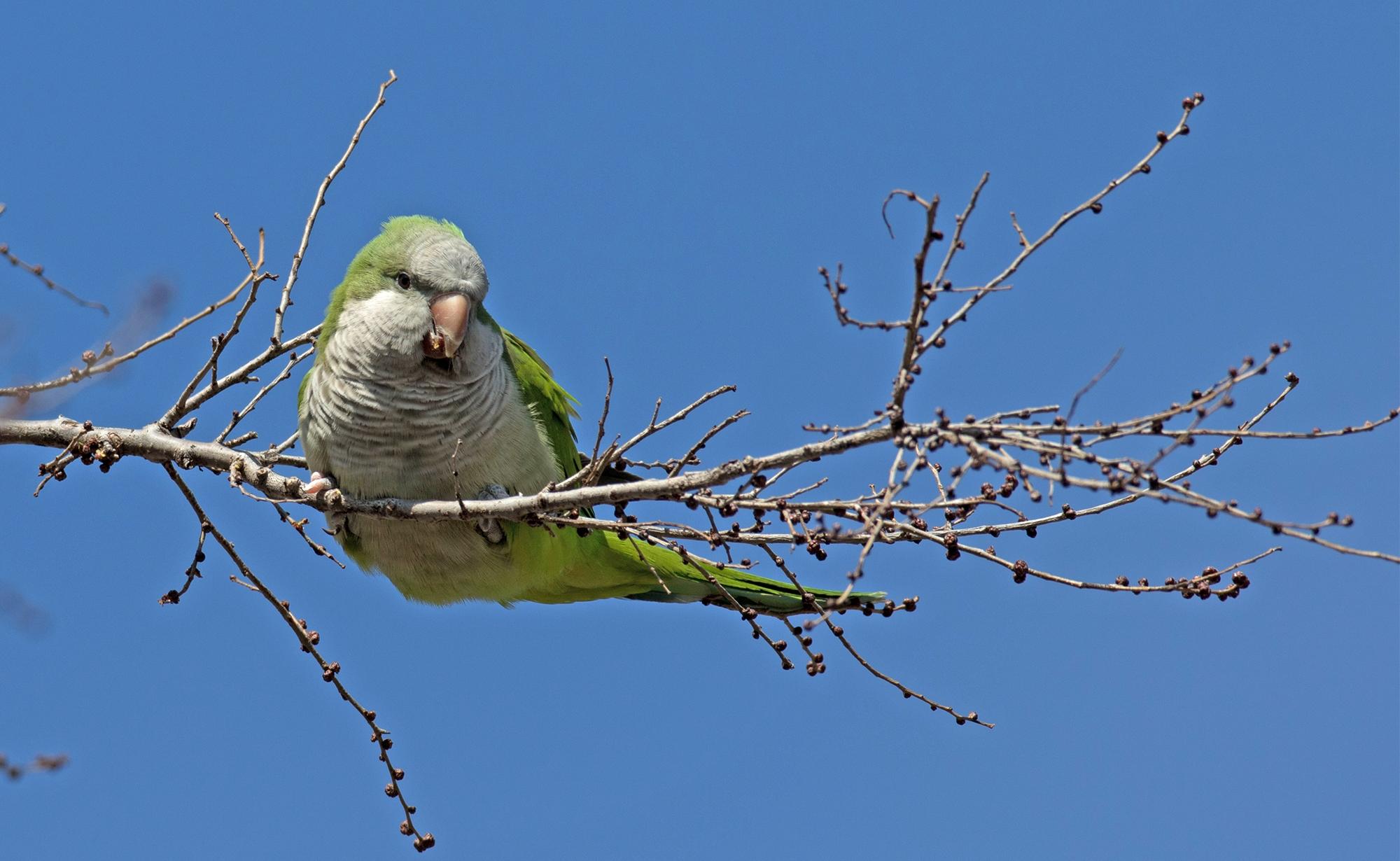 Monk parakeet shops breeding